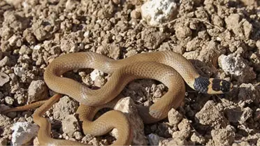 Ermeni Askerler, Zehirli Yılanları Azerbaycan'a Saldı