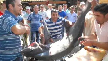 Fethiye'de Oltaya Köpek Balığı Takıldı