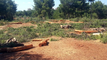 İzmir'de 300 Çam Ağacının Kesilmesine Vatandaş Tepkisi