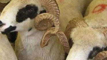 Kurban Bayramına Doğru