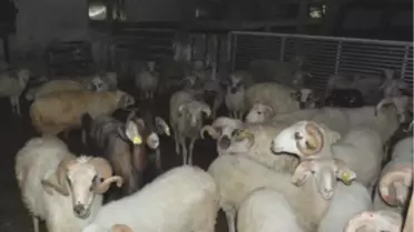Sapanca'da Kurbanlık Satışları