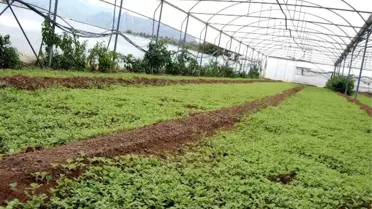 Seralarda Güz Dönemi Hazırlığı