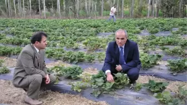 Sorgun'da İlk Çilek Hasadı Yapıldı