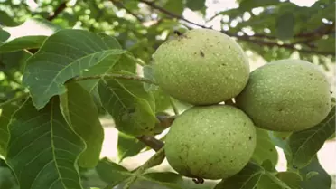 Ceviz Üreticisi Makine Desteği Kapsamına Alınmak İstiyor
