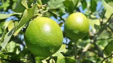 Mersin'de Limon Hasadı Lokumlu Başladı