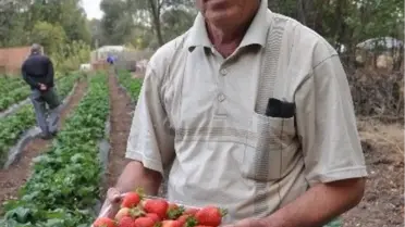 Yozgat'ta Çilek Hasadı Başladı
