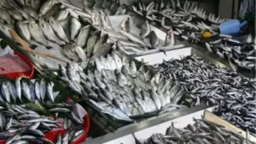 'Sıcaklıklar Düşerse Balık Fiyatları da Düşer'