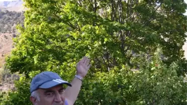 Yok Olmaya Yüz Tutan Ağaçları Çoğaltıyor