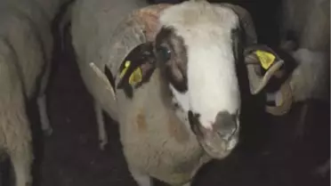Çay Canlı Hayvan Borsasında Kurban Bayramı Hareketliliği