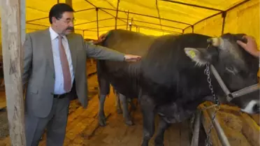 Gölbaşı'nda Kurban Pazarı Hazır