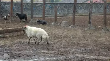 Kaçan Kurbanlık Koç Sahibini Peşinden Koşturdu