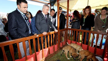 Karşıyakalı Hayvanseverler Tay Park'ta Buluştu