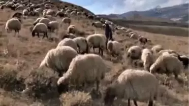 Göçerlerin dönüş yolculuğu