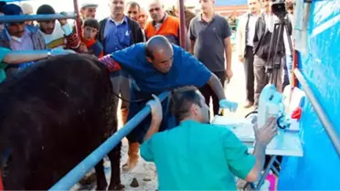 Kurbanlıklara Ultrasonlu Gebelik Kontrolü