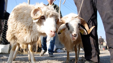 Türk Kızılayı'ndan Kurban Bağış Kampanyası