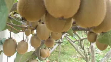 Yalova'da Kivi Borsası Kurulacak
