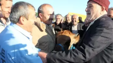 Ordu'da Karadeniz Usulü Kurban Pazarlığı