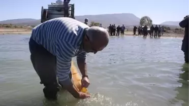 Beyşehir Gölü'ne 80 Bin Sazan Yavrusu Bırakıldı