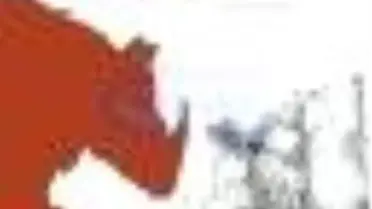 Kayıp Gergedanlar Kitabı