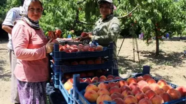 Şeftali 'Altın Yılı'Nı Yaşadı