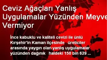 Ceviz Ağaçları Yanlış Uygulamalar Yüzünden Meyve Vermiyor