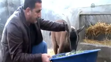 Alabalıkçıların göz bebeği Fıstık vuruldu