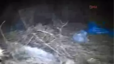 Burdur Otomobil Domuza Çarptı: 3 Ölü, 1 Yaralı