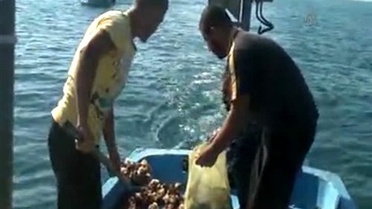 Uzak Doğu ülkelerine salyangoz ihraç ediyorlar