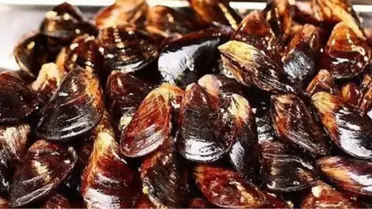 'Midye' İnsan Sağlığını Tehdit Ediyor