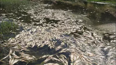 Gediz nehrindeki atık su kirliliği