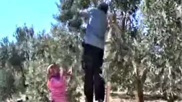 Çukurova zeytini Ortadoğu ve Uzakdoğu pazarına talip