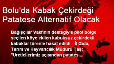 Bolu'da Kabak Çekirdeği Patatese Alternatif Olacak