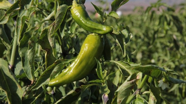 Biberin Fiyatı Tarladan Tezgaha 6 Kat Artıyor