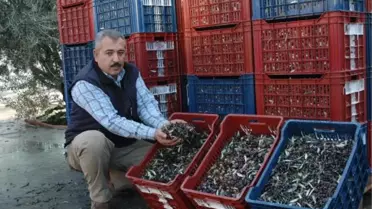 Zeytin Zararlısı Rekolteyi Düşürdü