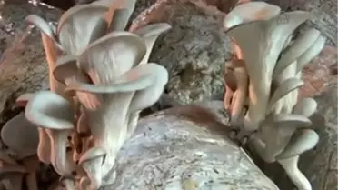 Kendi imkanıyla kurduğu tesiste mantar üretiyor