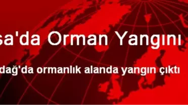 Bursa'da Orman Yangını