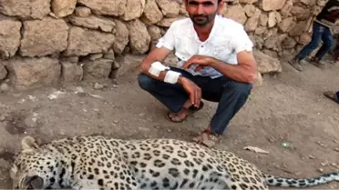 Bilim Adamları Diyarbakır'da Leopar Olduğunu Biliyormuş