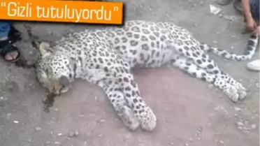 Hayvan Bilimcileri Öldürülen Leopar Hakkında Konuştu