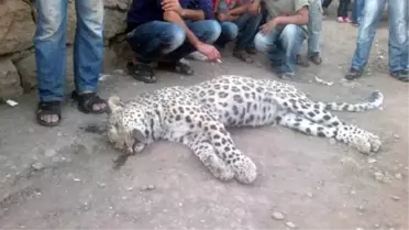 Leopar Daha Önce de Tabancayla Vurulmuş