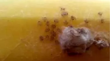 Muzdan Öldürücü Örümcek Sürüsü Çıktı