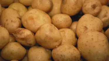 Tatlı Patates Tokat'a Uyum Sağladı