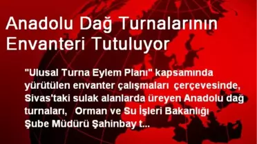Anadolu Dağ Turnalarının Envanteri Tutuluyor