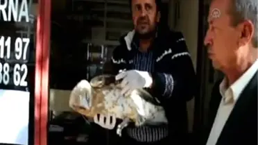 Yaralı kartal tedavi altına alındı