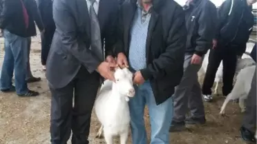 Bafra'da Çiftçilere Saanen Keçisi Dağıtıldı