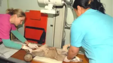 Ortaca'da Hasta Tilki Tedavi Altına Alındı