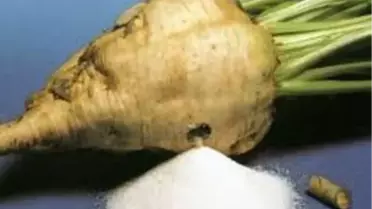 Nuri Şeker Uşak Şeker Fabrikasında Üretim Devam Ediyor