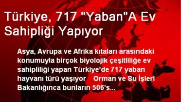 Türkiye, 717 'Yaban'A Ev Sahipliği Yapıyor