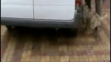 Siirt'te Okul Taşıtında 81 Kilogram Eroin Ele Geçirildi