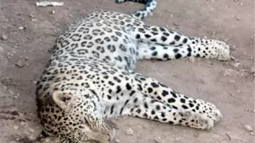 Diyarbakır'da Öldürülen Leopar İçin Suç Duyurusu