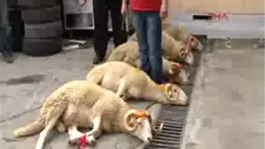 Emniyet 'Bela Savuşturmak' İçin Kurban Kesti